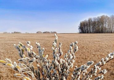 Вербные тонкости: советы от экспертов