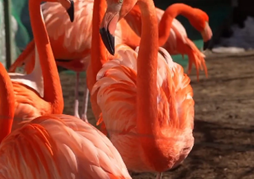 Фламинго вернулись
