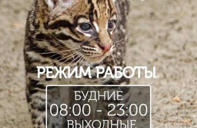 Новосибирский зоопарк перешёл на летний режим работы