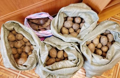 Сбор овощей – и не только – продолжается!